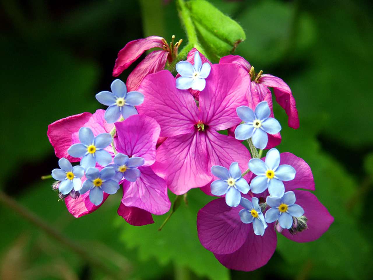 Taboola Ad Example 55291 - Топ-10 самых красивых цветов на земле
